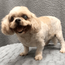 Mickey, a Adoptable Shih Tzu in Lincolnwood, IL image 2/2