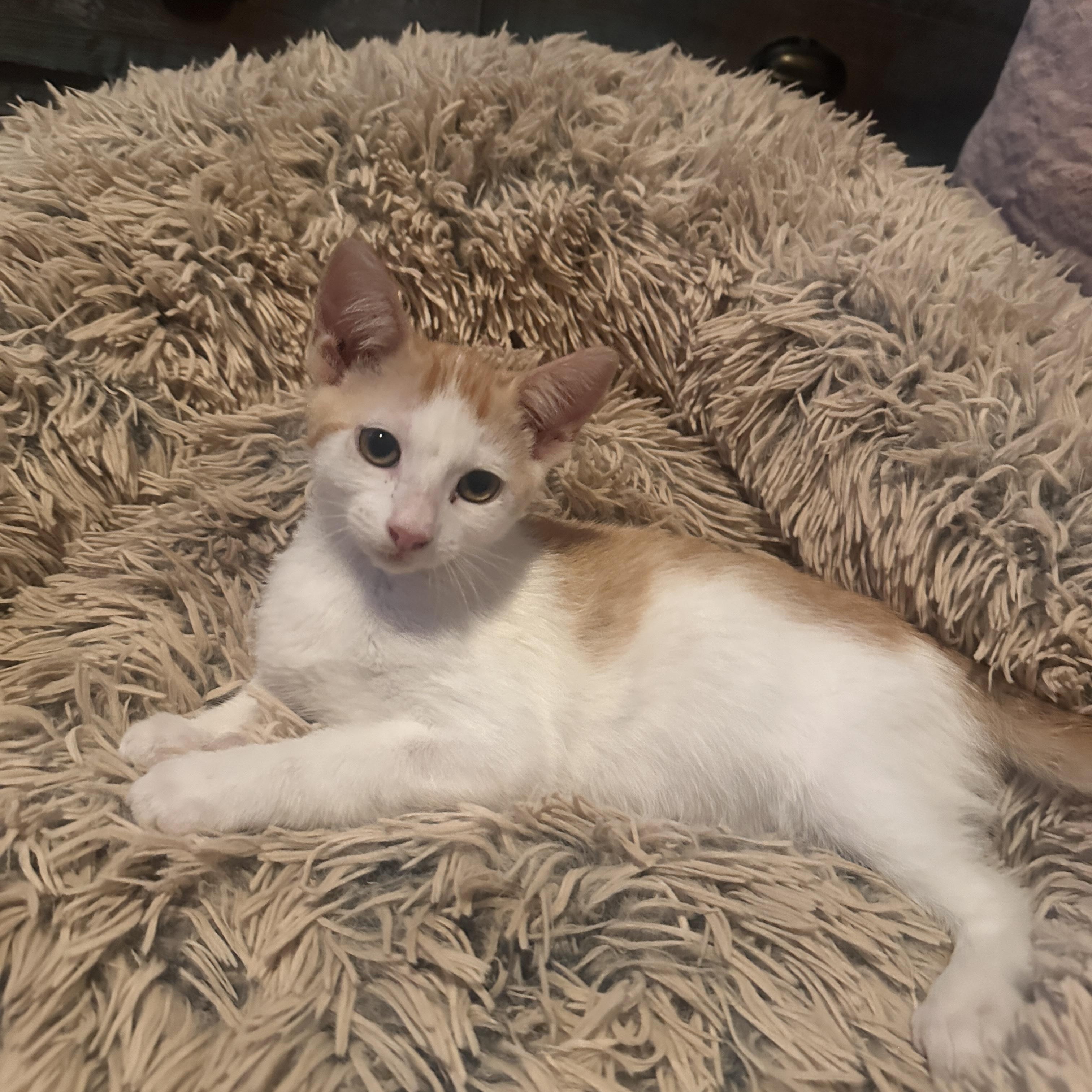 Enlarge Grinchy, a Adoptable Domestic Short Hair in Orange, CA image 3/6