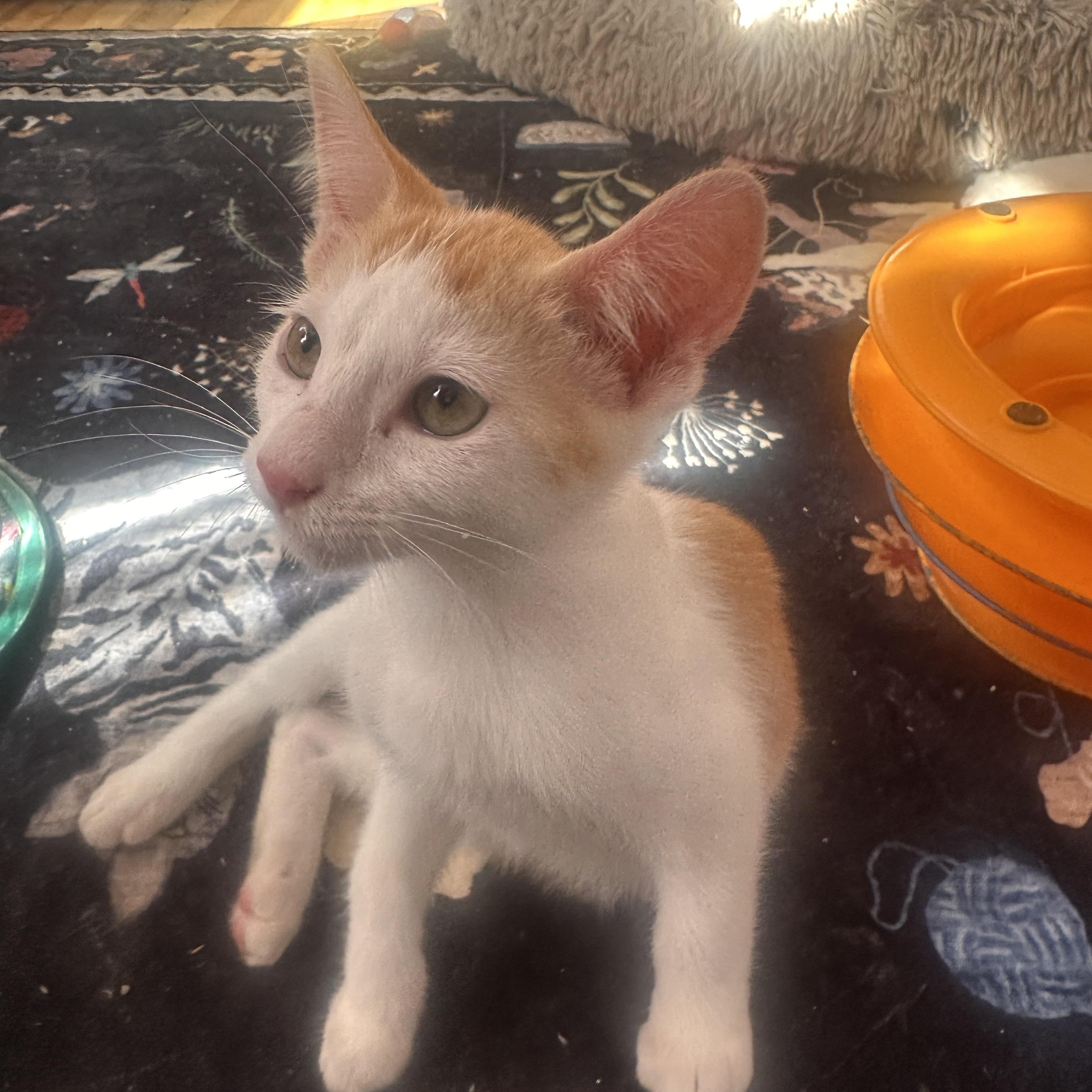 Enlarge Grinchy, a Adoptable Domestic Short Hair in Orange, CA image 5/6