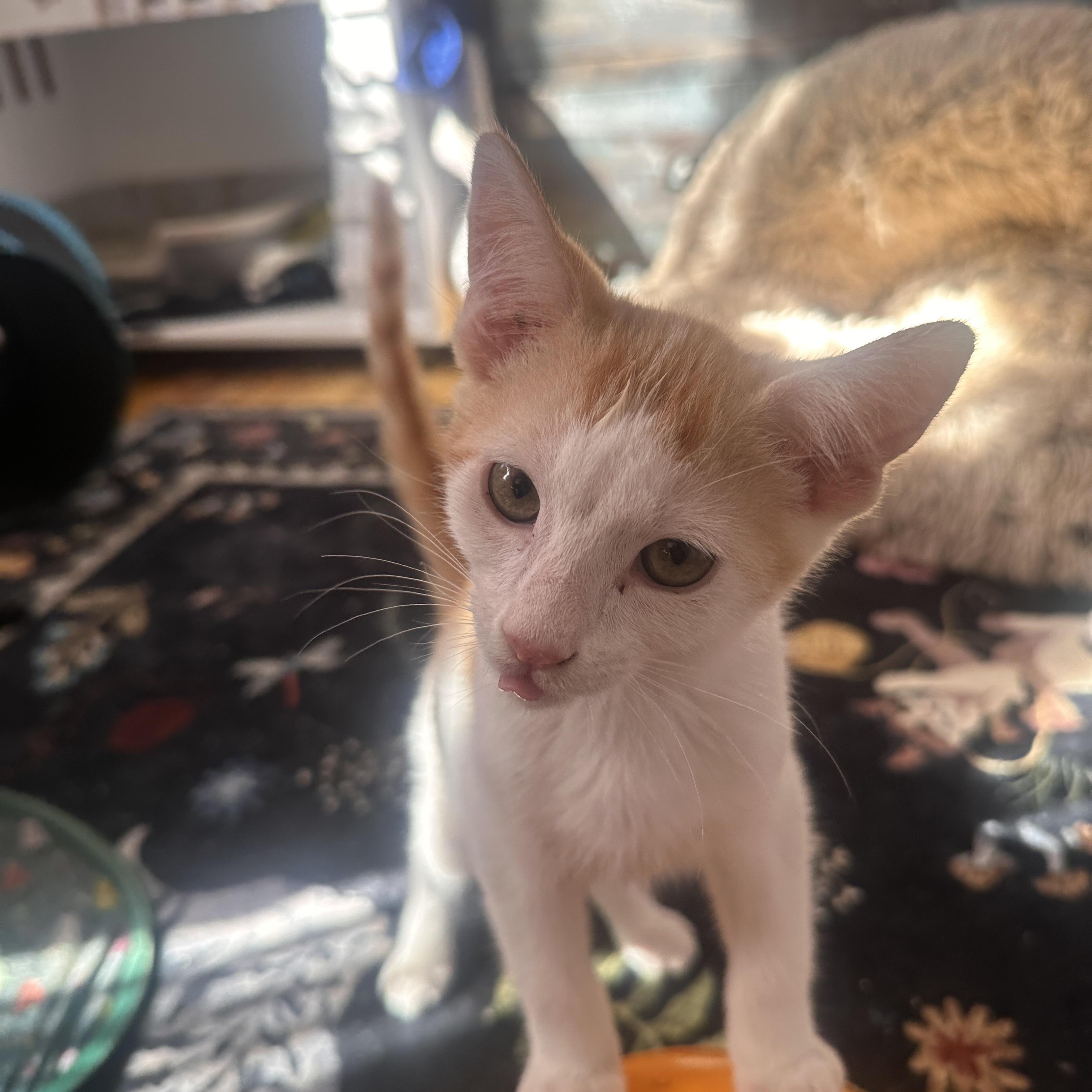 Enlarge Grinchy, a Adoptable Domestic Short Hair in Orange, CA image 6/6