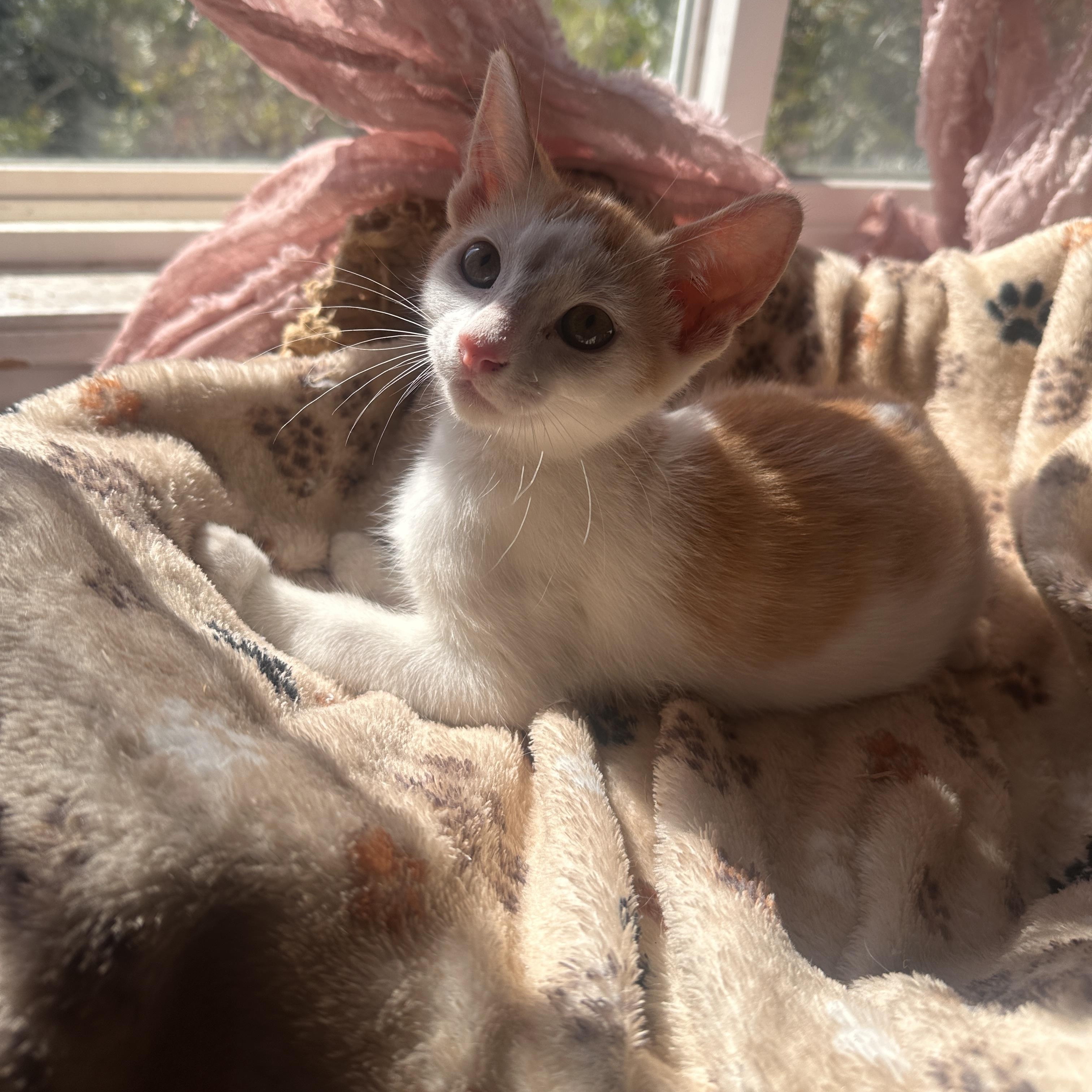 Enlarge Grinchy, a Adoptable Domestic Short Hair in Orange, CA image 2/6