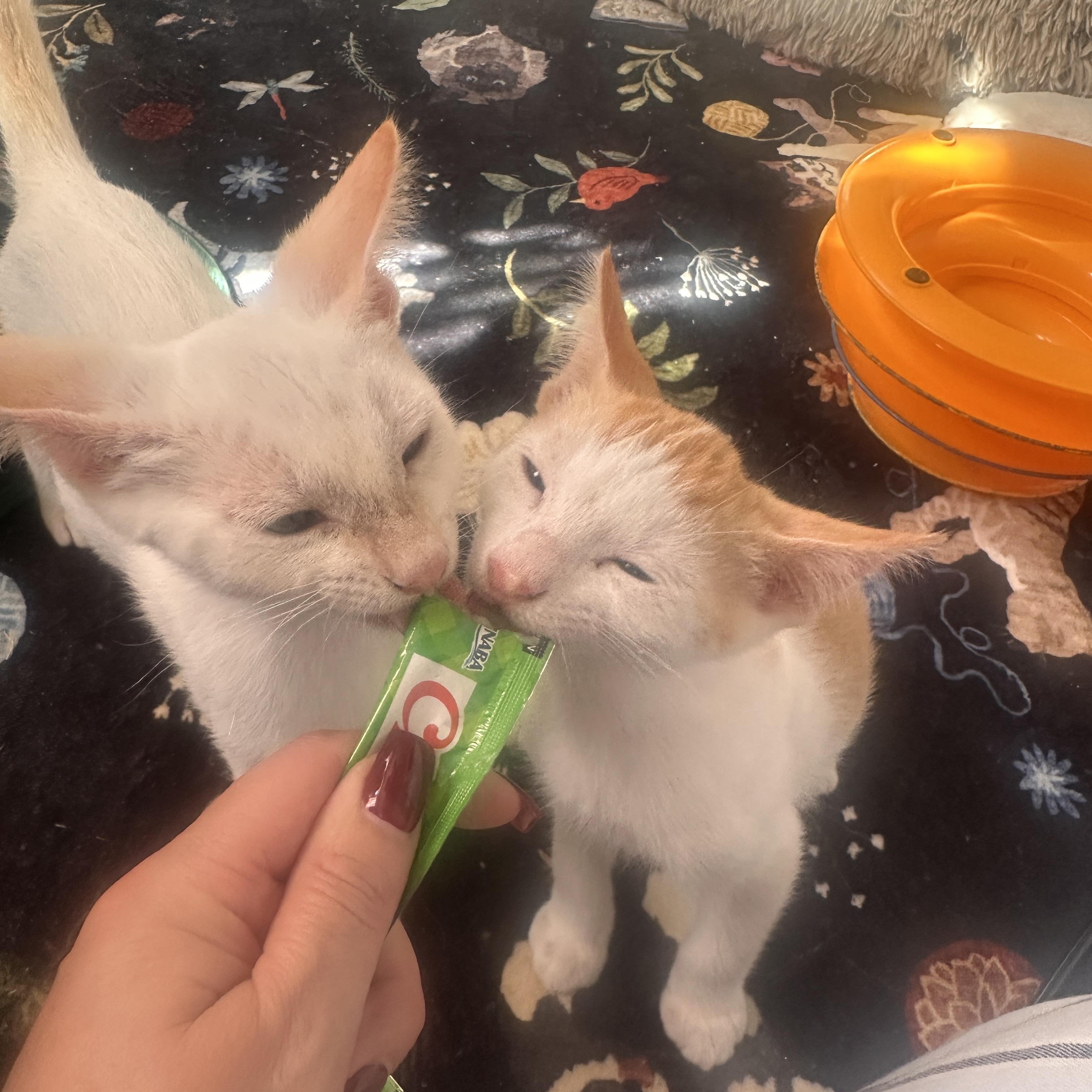 Enlarge Grinchy, a Adoptable Domestic Short Hair in Orange, CA image 4/6