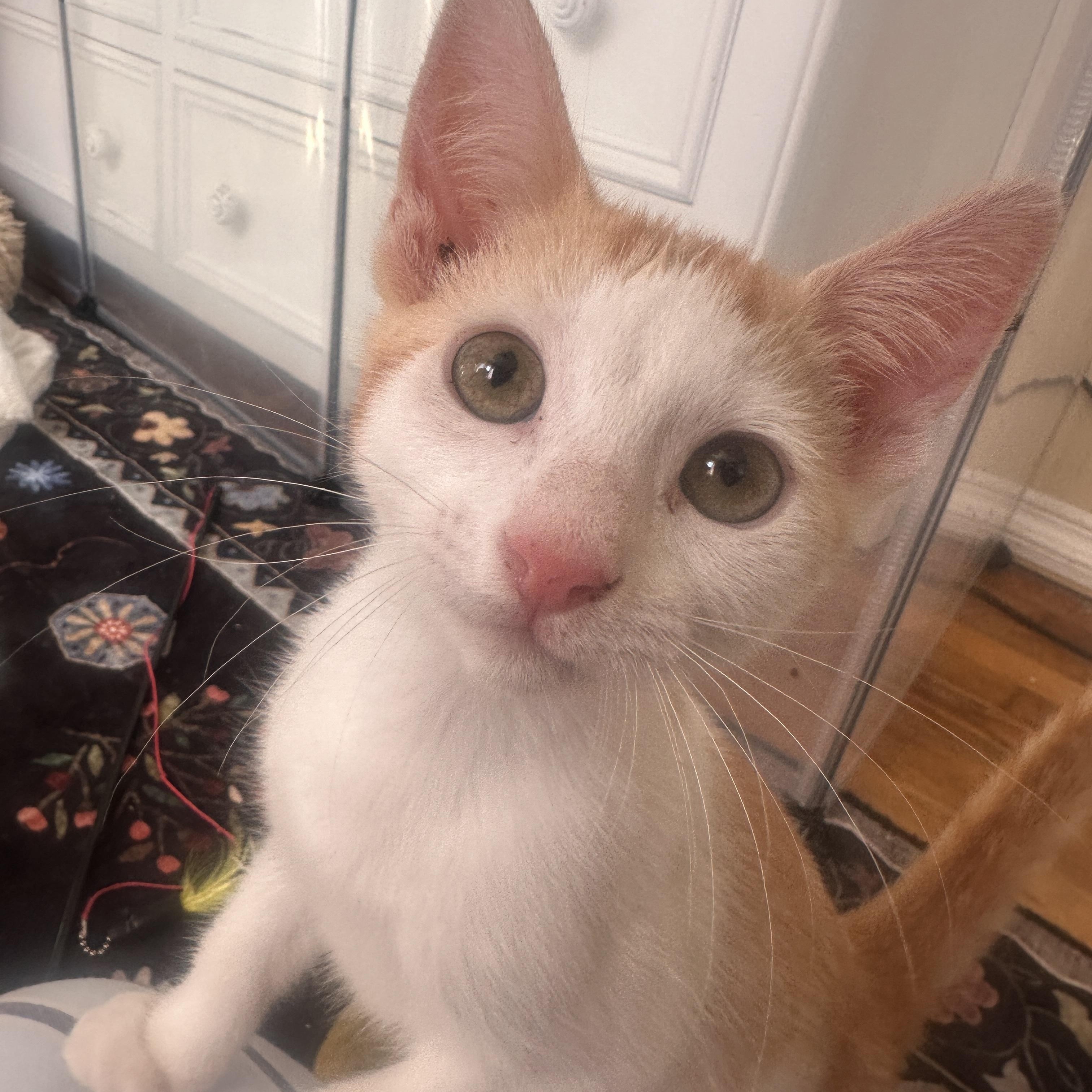 Enlarge Grinchy, a Adoptable Domestic Short Hair in Orange, CA image 1/6