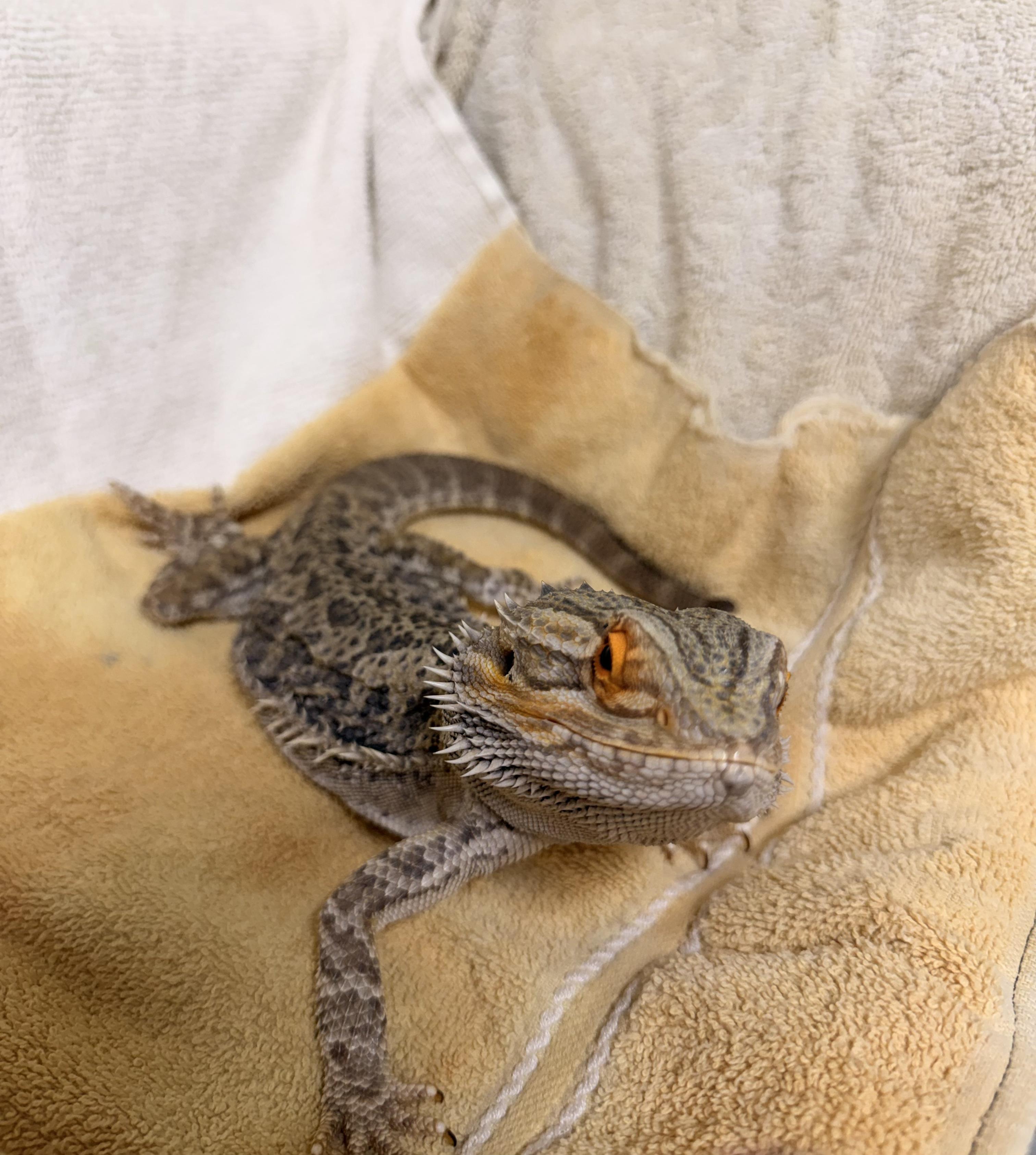 Bearded Dragon #4, a ADOPTABLE Bearded Dragon in Upper Sandusky, OH image 3/3
