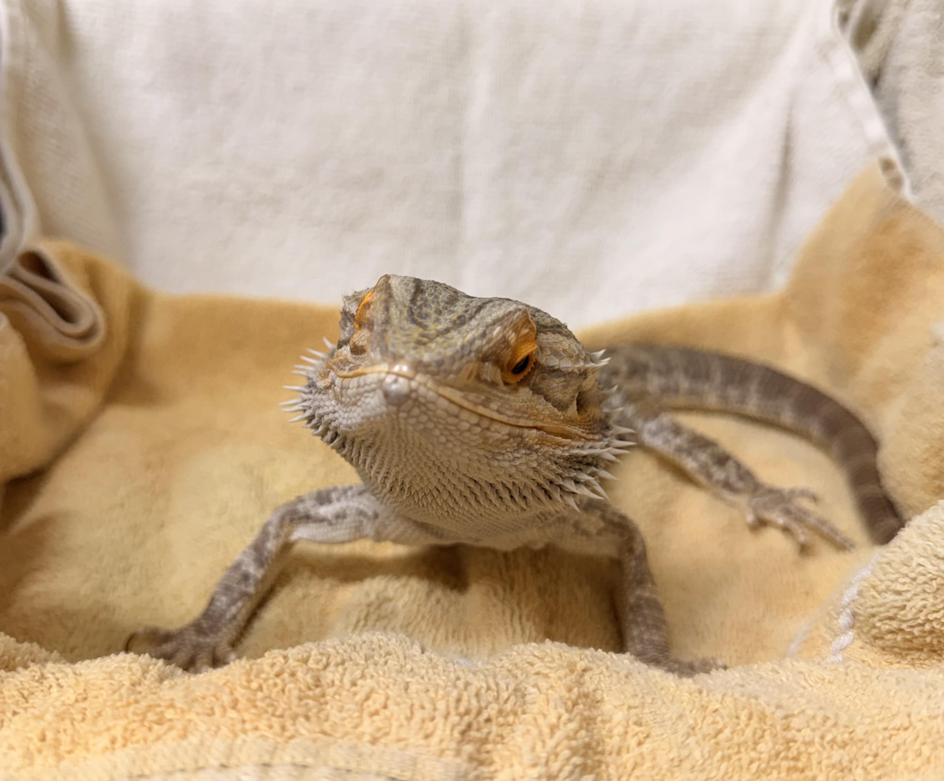 Bearded Dragon #4, a ADOPTABLE Bearded Dragon in Upper Sandusky, OH image 2/3