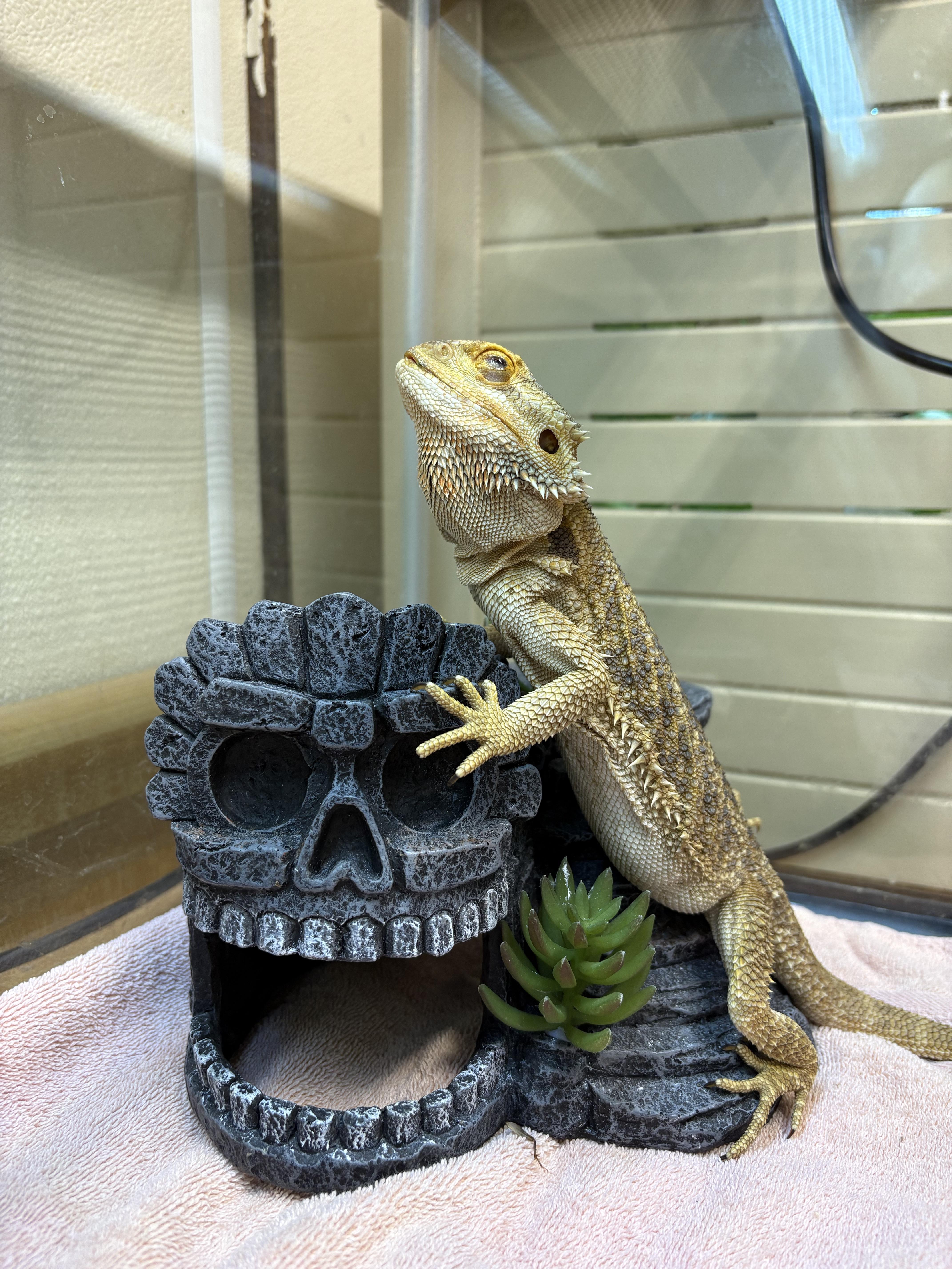 Bearded Dragon 5, ADOPTABLE, Adult Unknown Bearded Dragon.