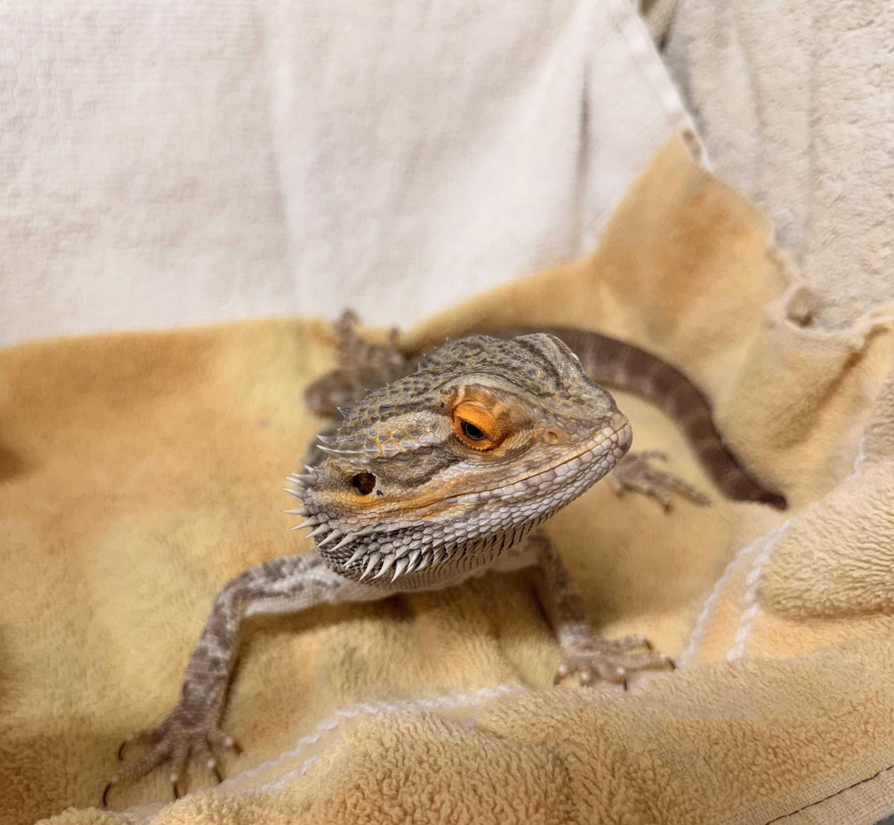 Bearded Dragon #4, a ADOPTABLE Bearded Dragon in Upper Sandusky, OH image 1/3