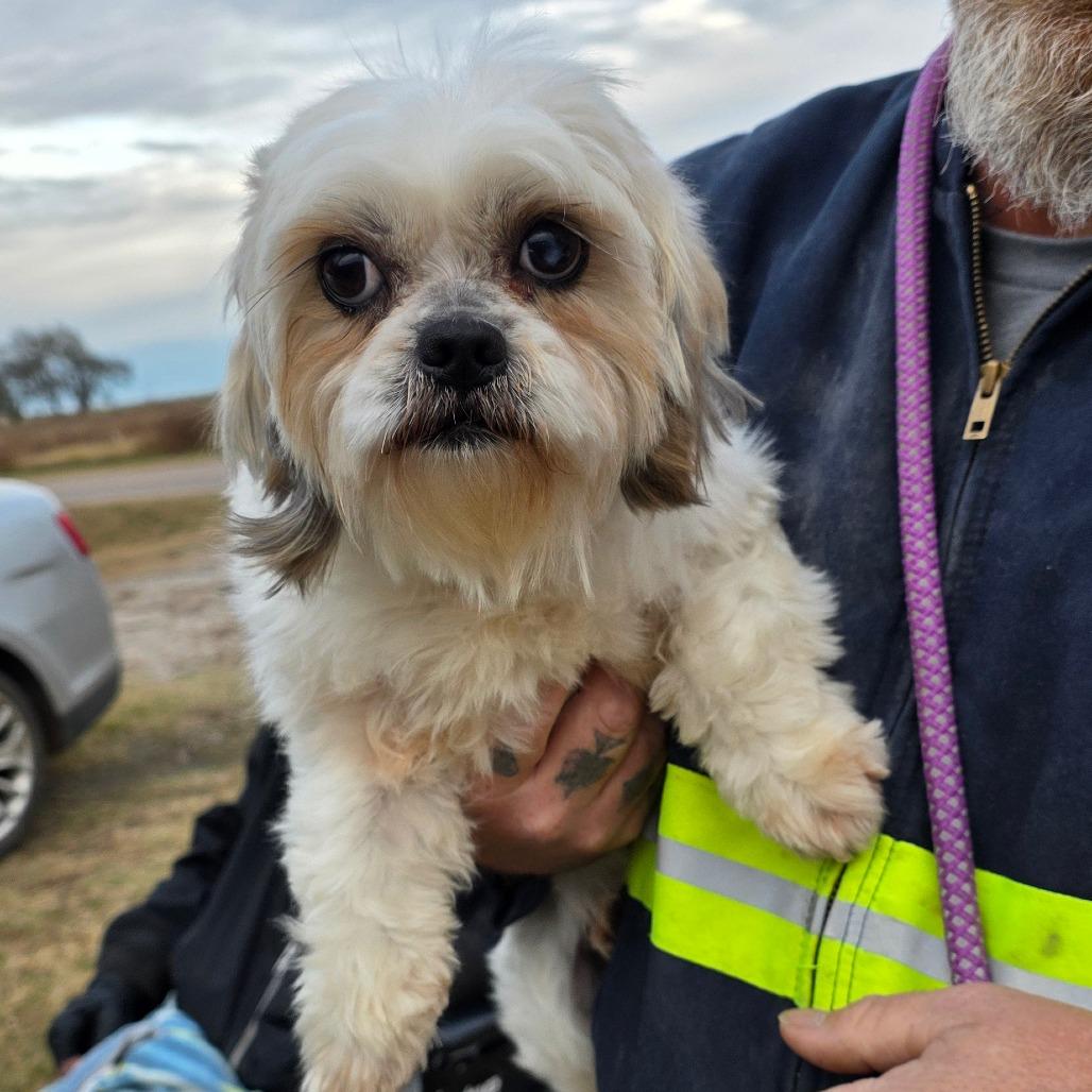 Carly, Adoptable, Young Female Shih Tzu.