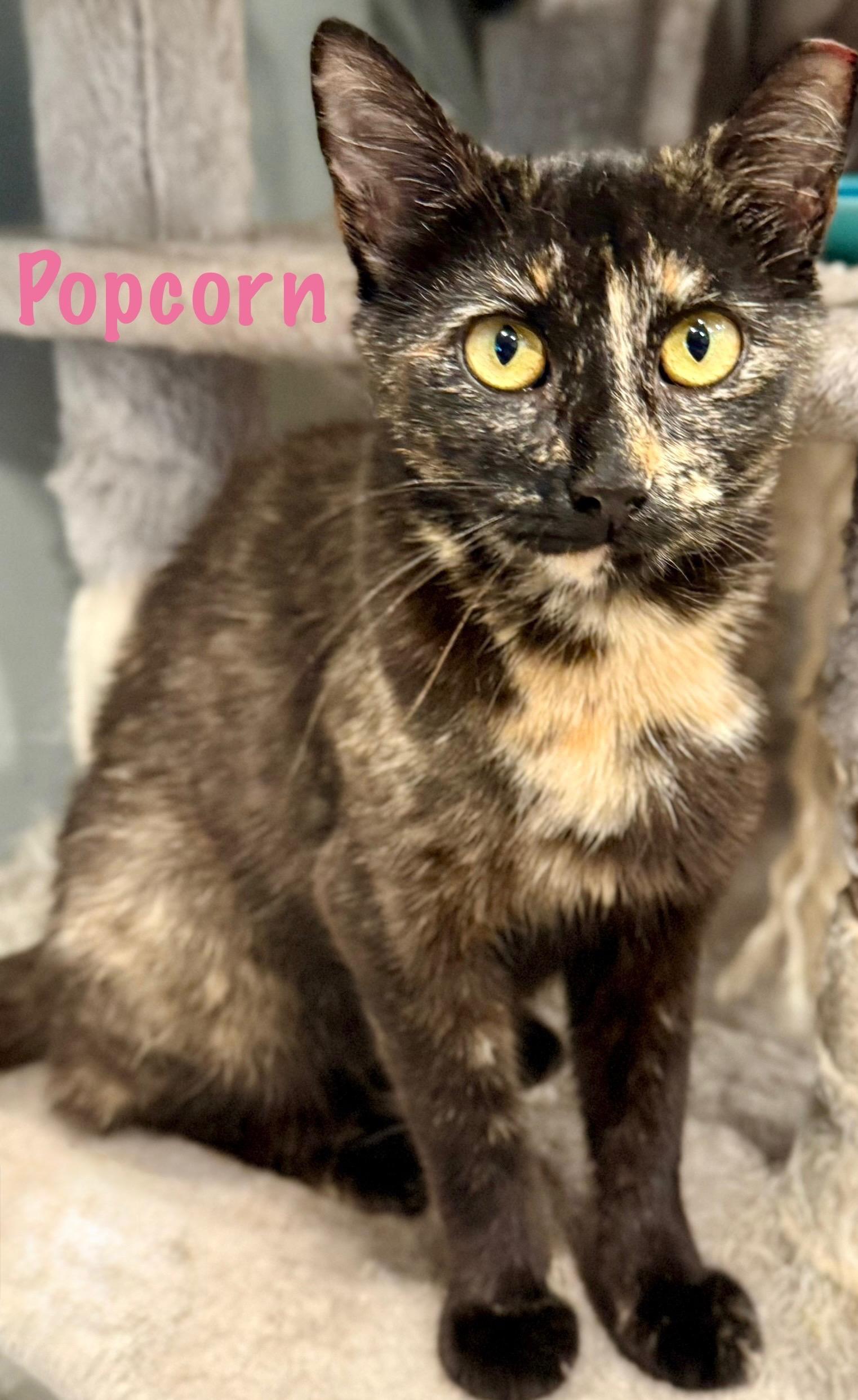 Popcorn, Adoptable, Young Female Domestic Short Hair.