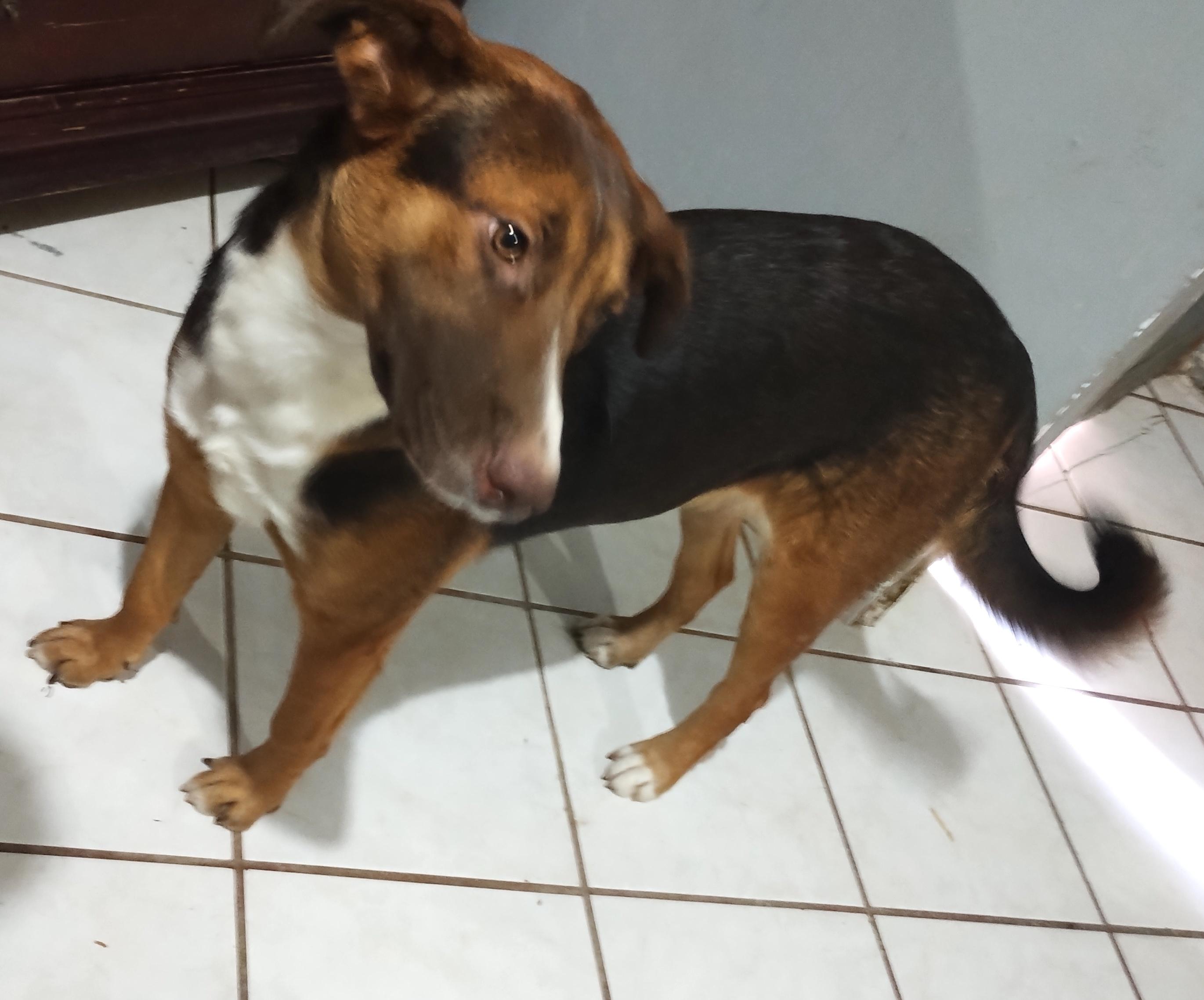 Chocolata (5), an adoptable Labrador Retriever in Mexicali, BCN, 21280 | Photo Image 5