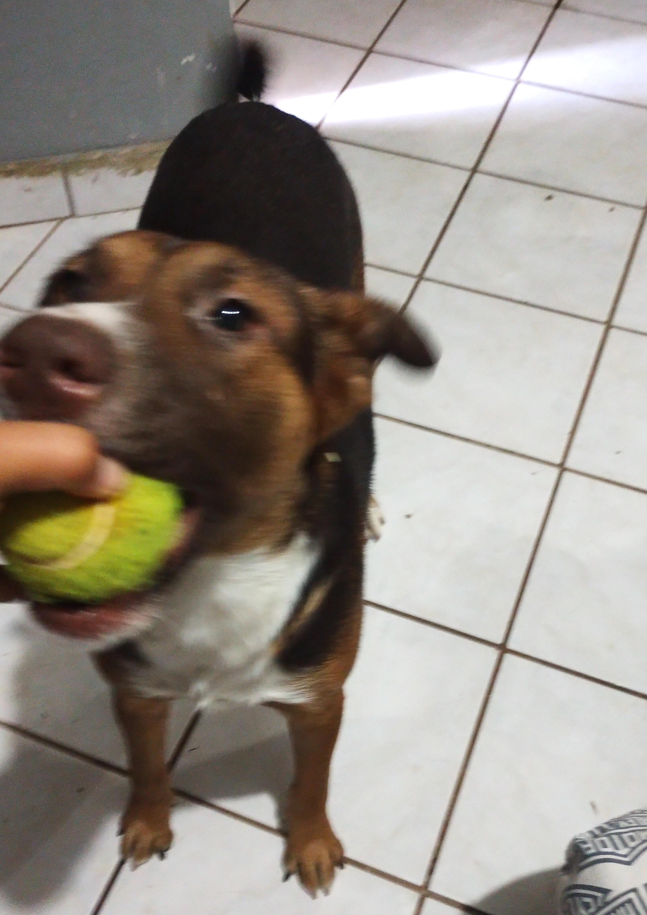 Chocolata (5) — thumbnail 2