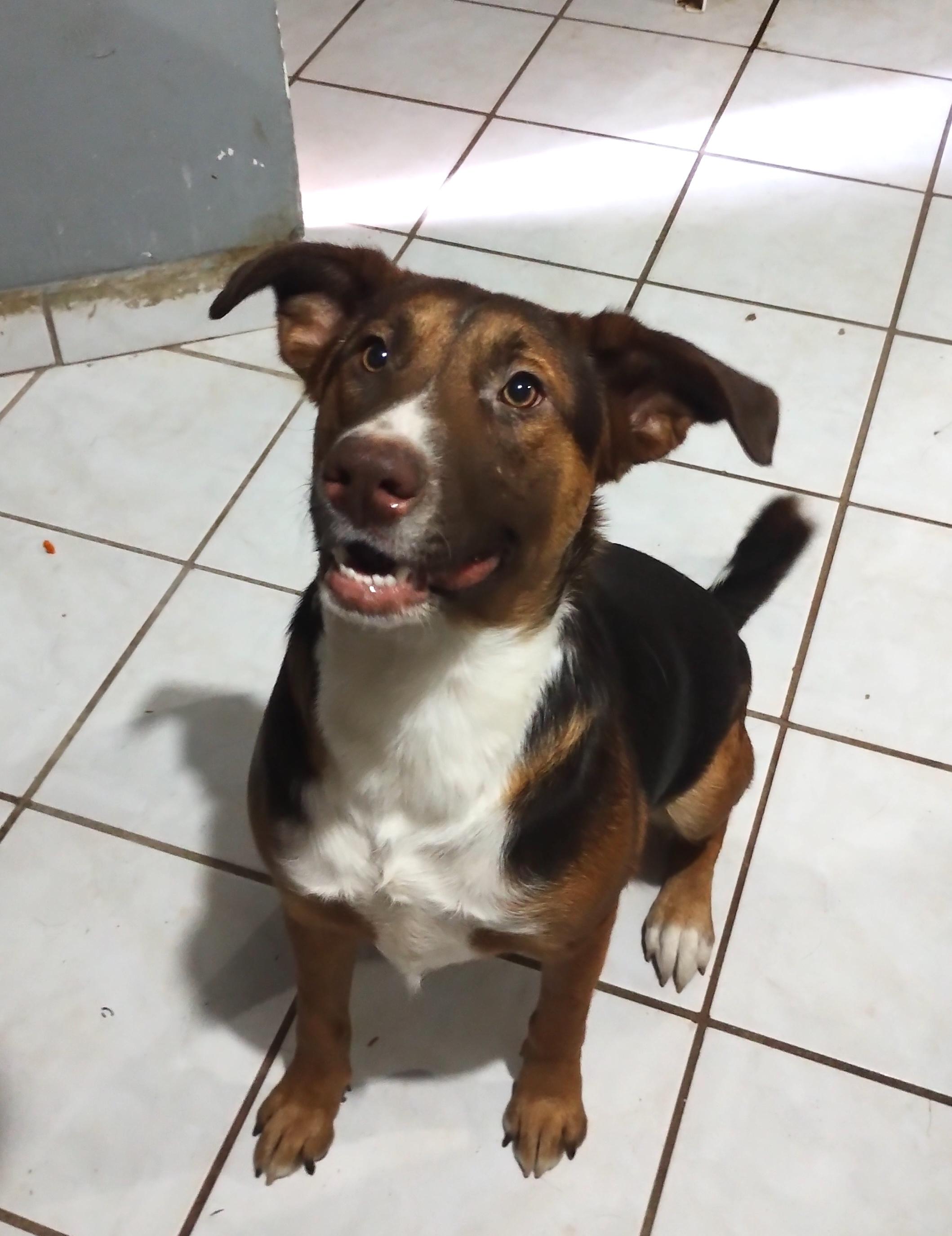 Chocolata (5), an adoptable Labrador Retriever in Mexicali, BCN, 21280 | Photo Image 1