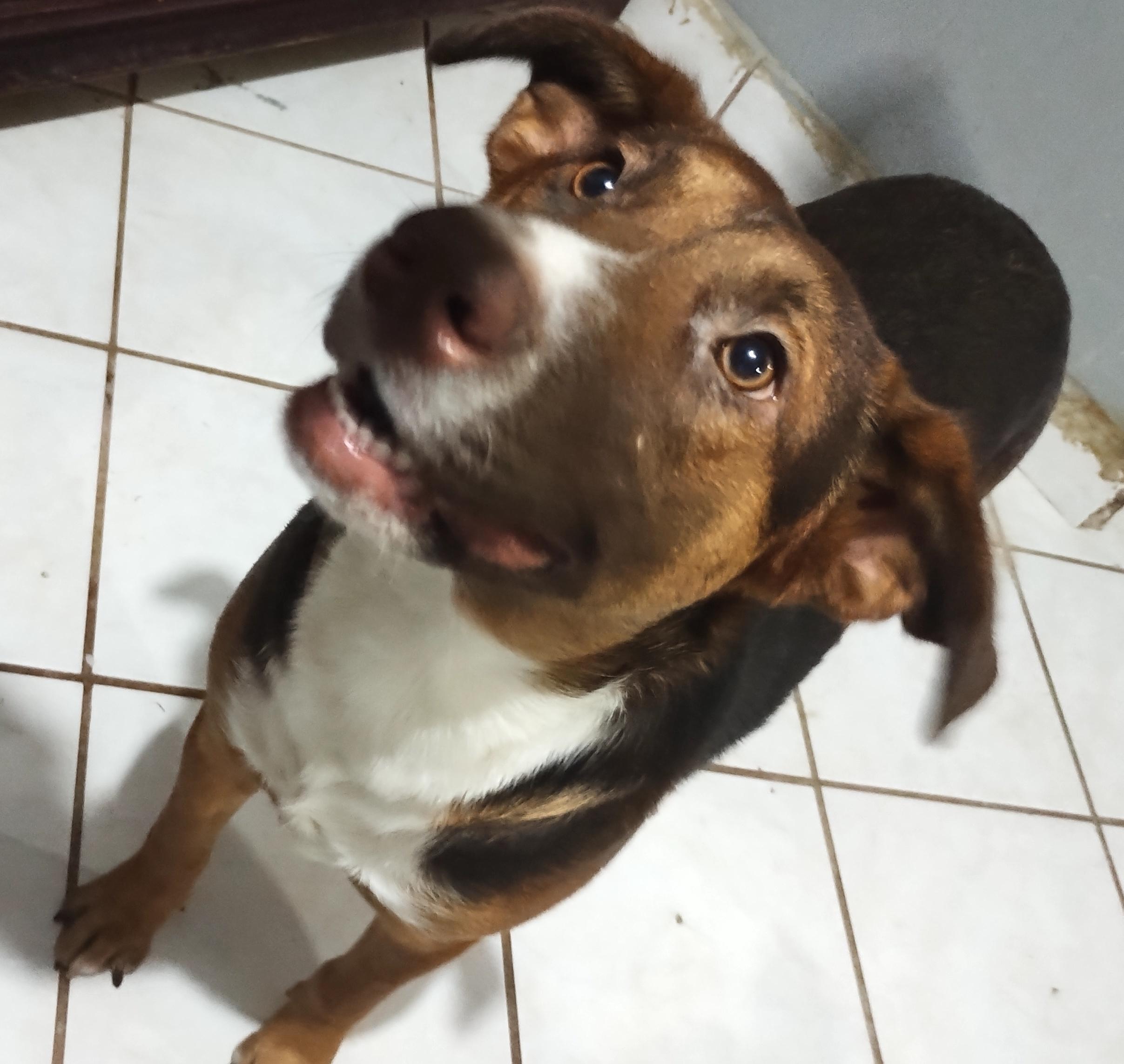 Chocolata (5), an adoptable Labrador Retriever in Mexicali, BCN, 21280 | Photo Image 3