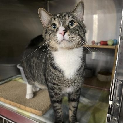 Tommy Boy, adopted, Young Male Domestic Short Hair.