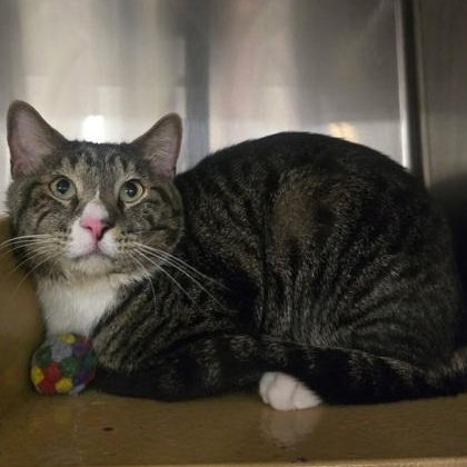 Enlarge Tommy Boy, an adopted Domestic Short Hair in Norman, OK image 2/2