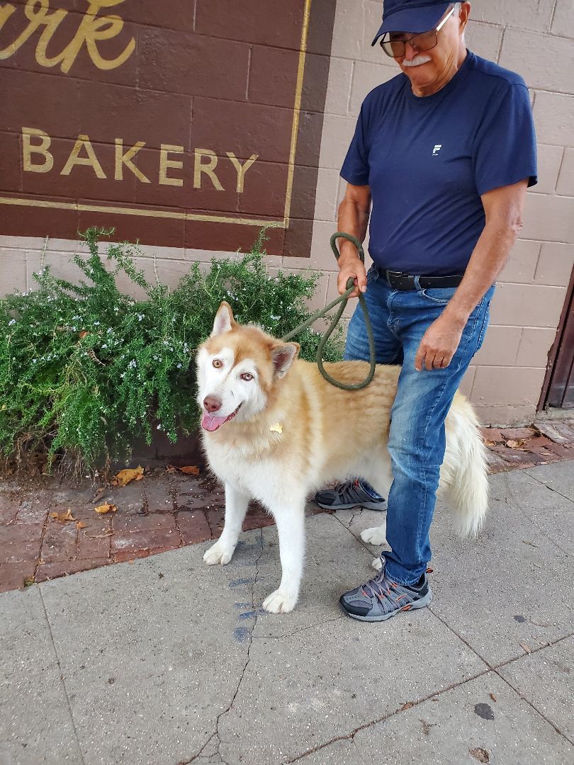 Fun-loving Fynn!!, Young Male Husky