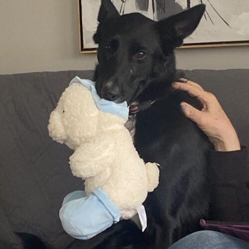Gracie (Veronica), Adoptable, Young Female Border Collie & German Shepherd Dog.