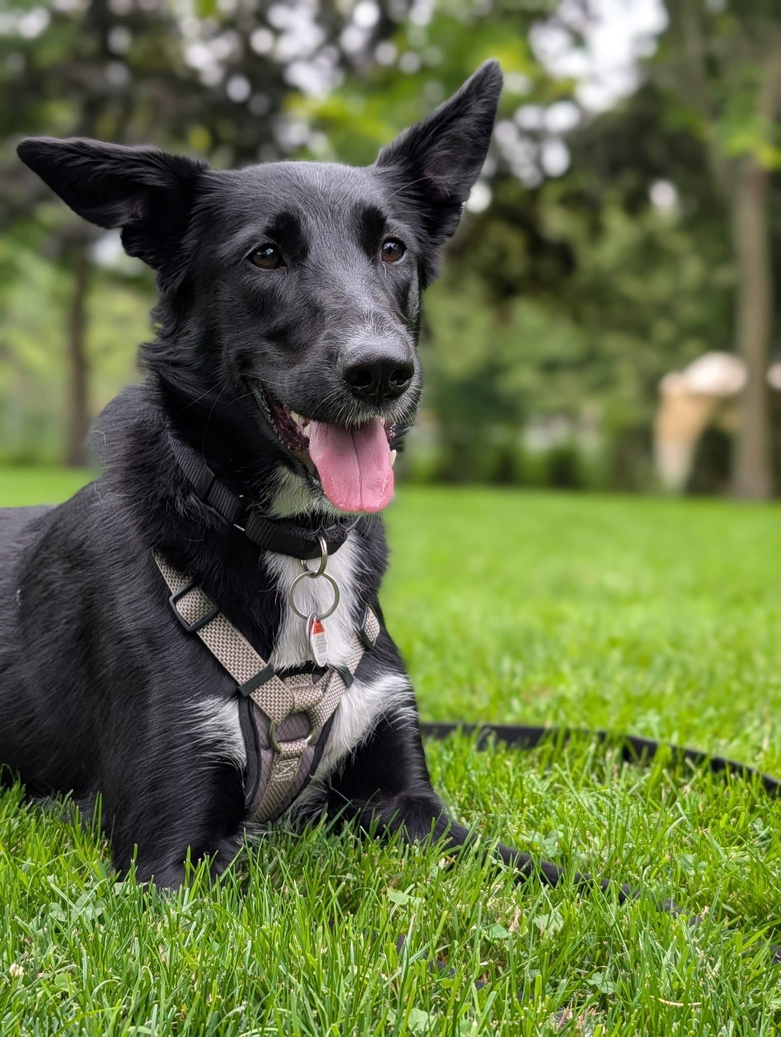 Gracie (Veronica), a Adoptable mixed breed in Vienna, ON image 2/6