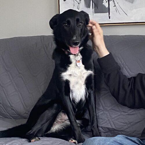 Gracie (Veronica), a Adoptable mixed breed in Vienna, ON image 3/6