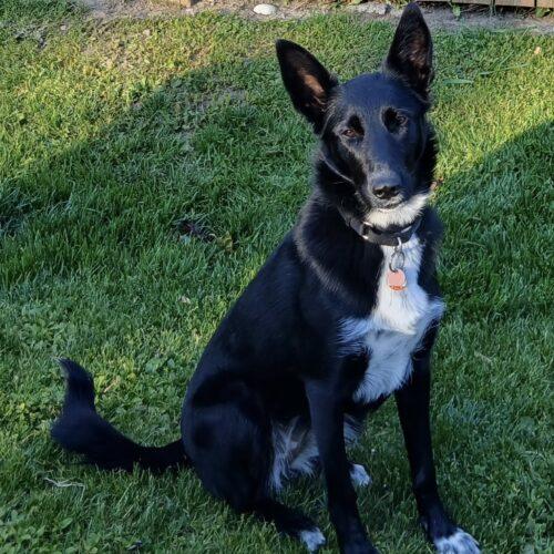 Gracie (Veronica), a Adoptable mixed breed in Vienna, ON image 4/6