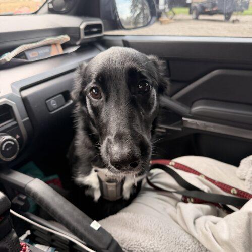 Gracie (Veronica), a Adoptable mixed breed in Vienna, ON image 5/6