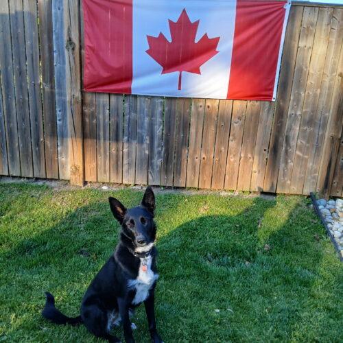 Gracie (Veronica), a Adoptable mixed breed in Vienna, ON image 6/6