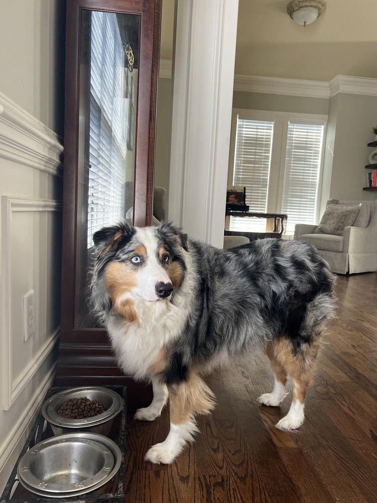Rebel (cp), a Adoptable Australian Shepherd in Columbia, TN image 1/3