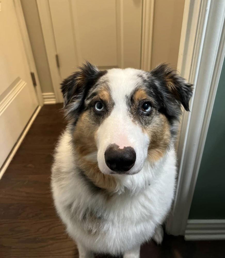 Rebel (cp), a Adoptable Australian Shepherd in Columbia, TN image 2/3