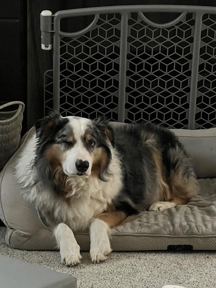 Rebel (cp), a Adoptable Australian Shepherd in Columbia, TN image 3/3