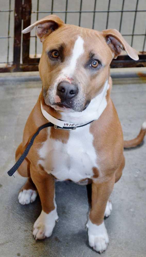 Margo, Adopted, Adult Female Pit Bull Terrier & Mixed Breed.