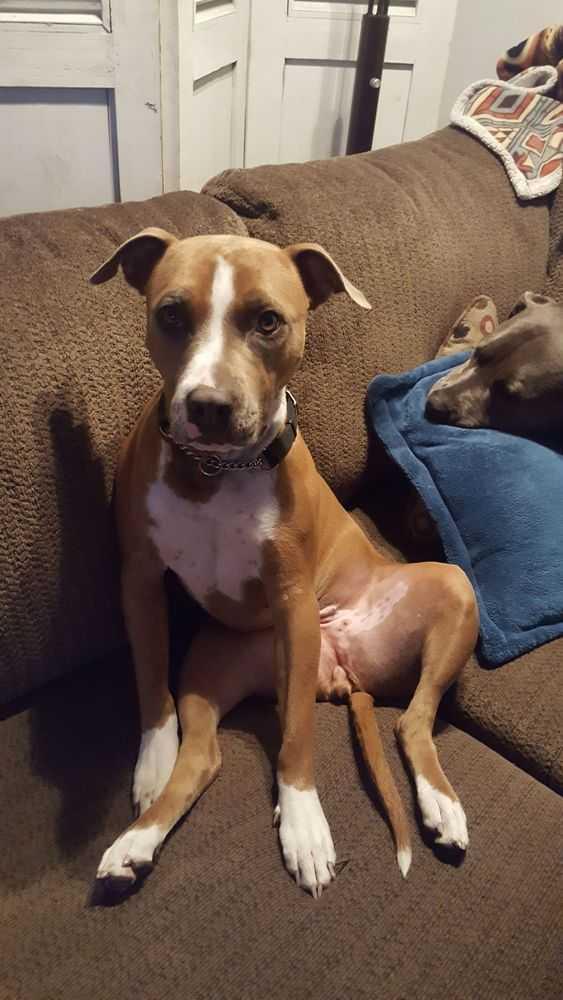 Enlarge Margo, a Adopted mixed breed in Calgary, AB image 2/3