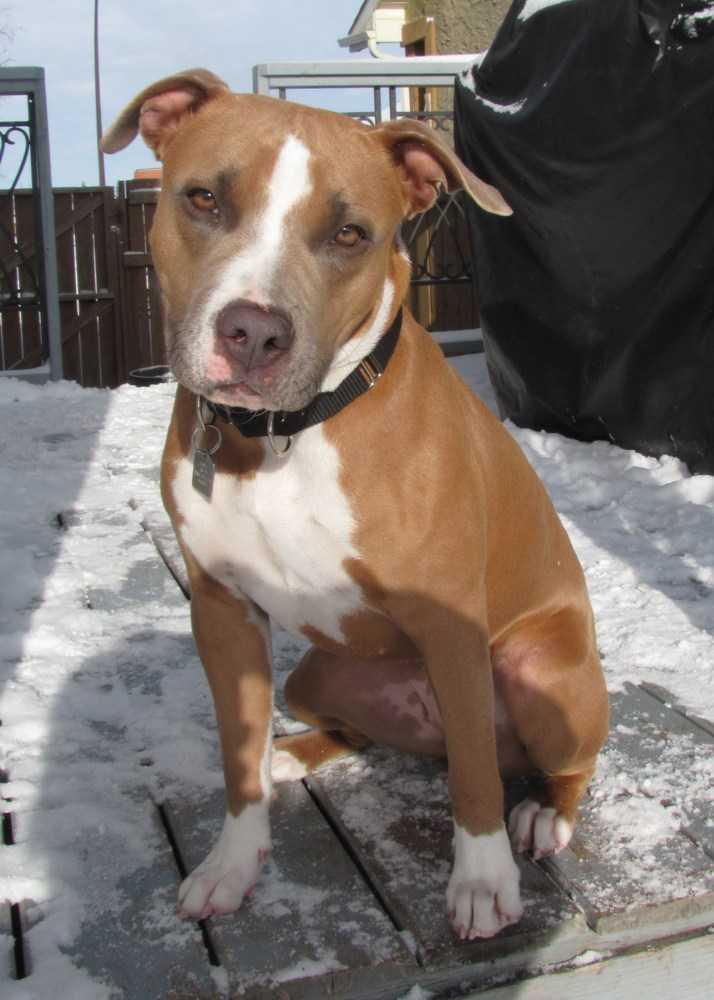 Enlarge Margo, a Adopted mixed breed in Calgary, AB image 3/3