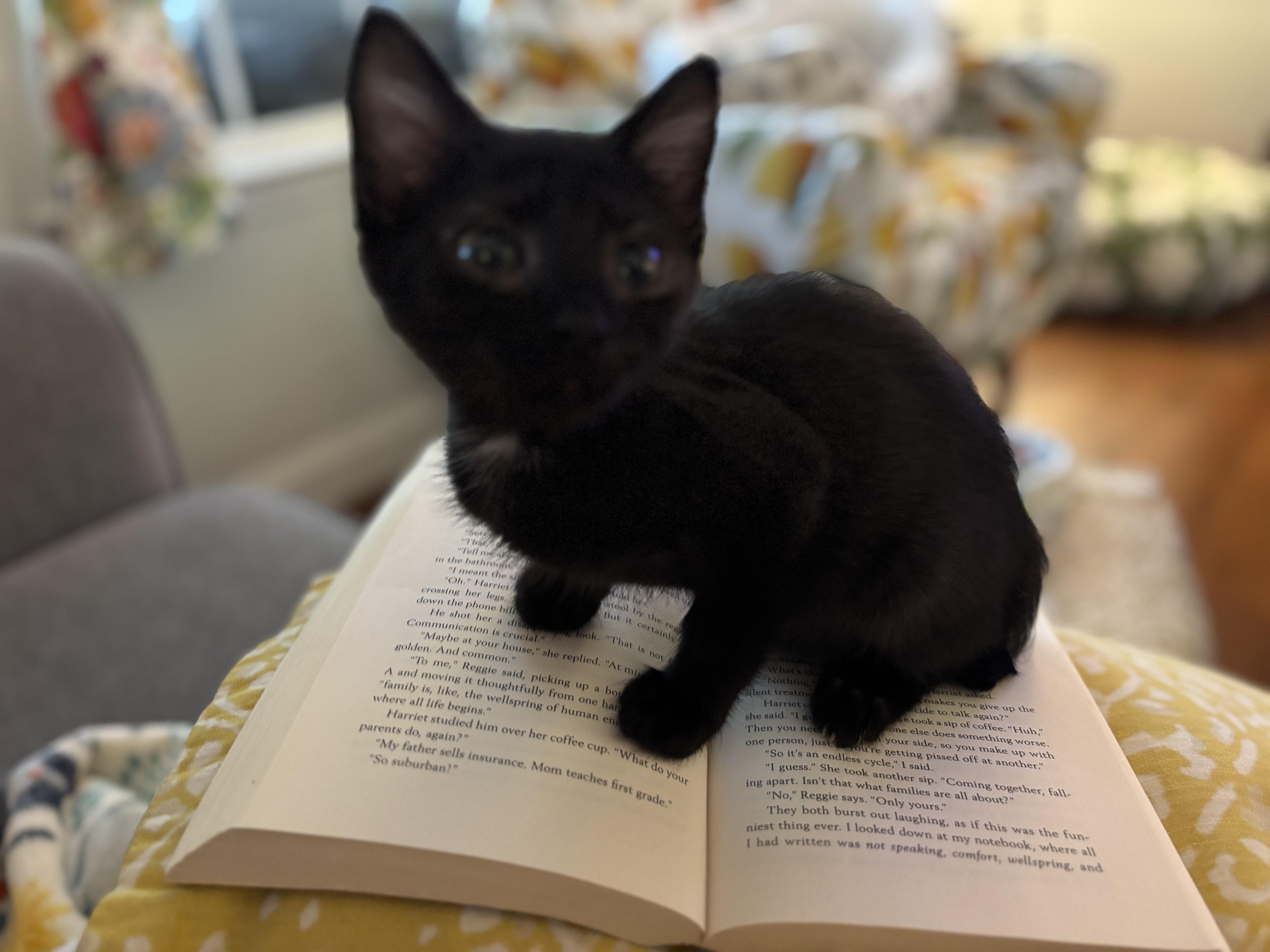 Twinkle - Athens GA, Baby Male Domestic Short Hair