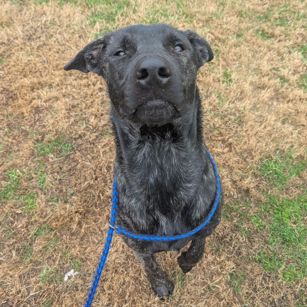 Austin, Adoptable, Adult Male Shepherd.
