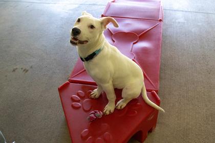 Snowball, Adoptable, Young Female Mixed Breed & Mixed Breed.