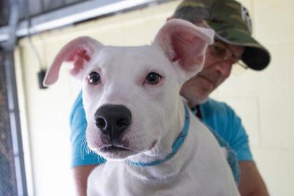 Enlarge Snowball, a Adoptable mixed breed in Kansas City, MO image 2/2