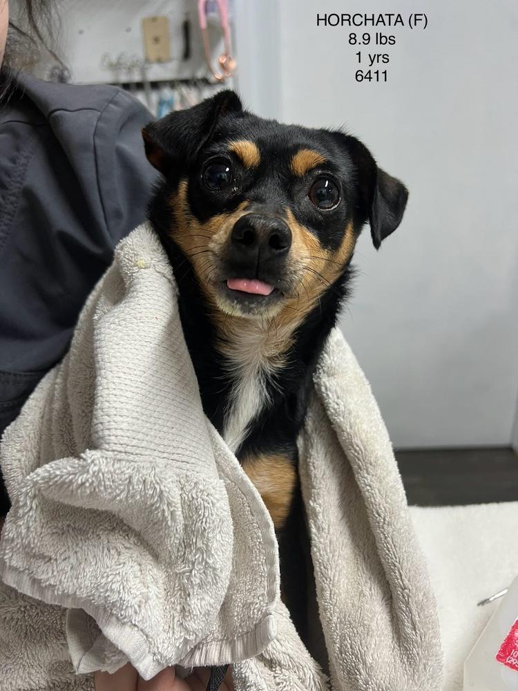 Enlarge HORCHATA 6411, a Adoptable mixed breed in Studio City, CA image 1/1
