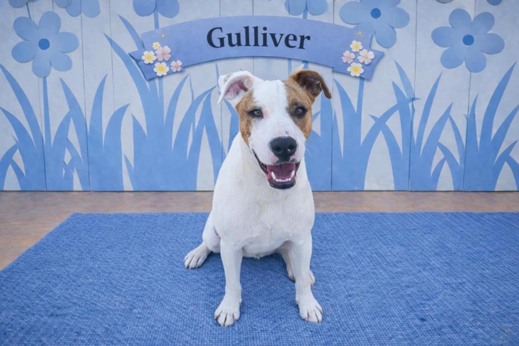 Gulliver, a Adoptable mixed breed in California City, CA image 1/4