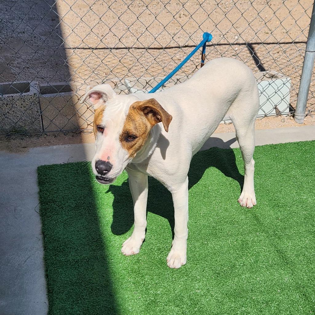 Enlarge Gulliver, a Adoptable mixed breed in California City, CA image 1/3