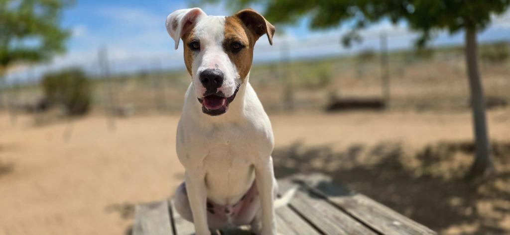 Gulliver, a Adoptable mixed breed in California City, CA image 2/4