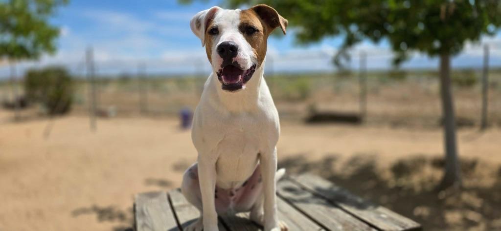 Gulliver, a Adoptable mixed breed in California City, CA image 3/4