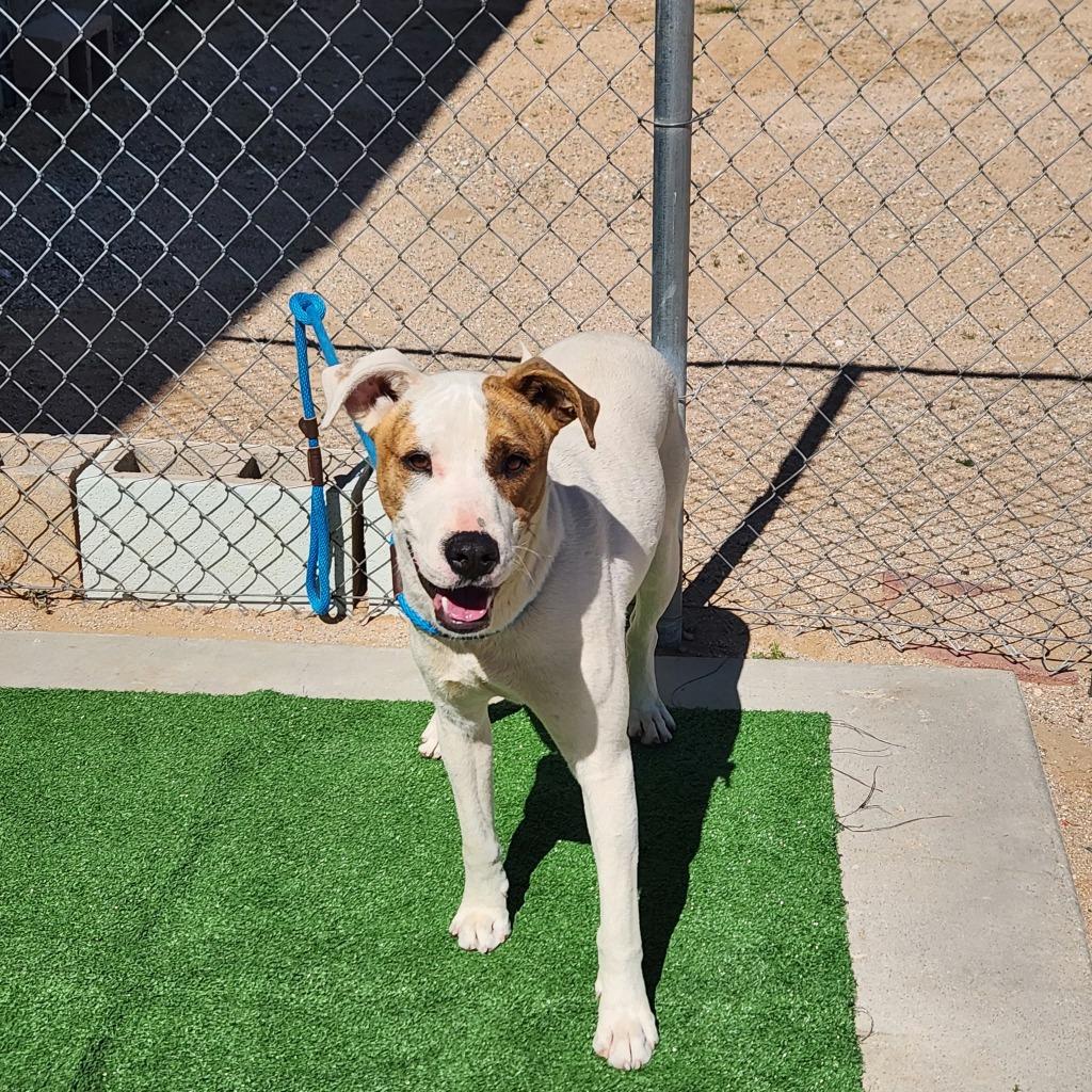 Enlarge Gulliver, a Adoptable mixed breed in California City, CA image 2/3