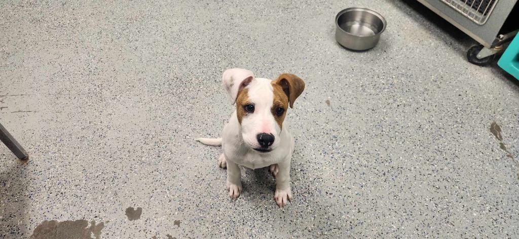 Enlarge Gulliver, a Adoptable mixed breed in California City, CA image 3/3