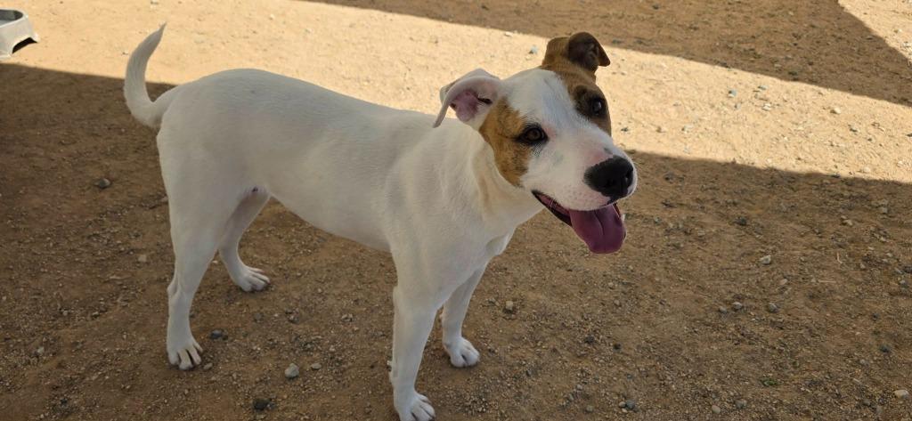 Enlarge Gulliver, a Adoptable mixed breed in California City, CA image 4/4