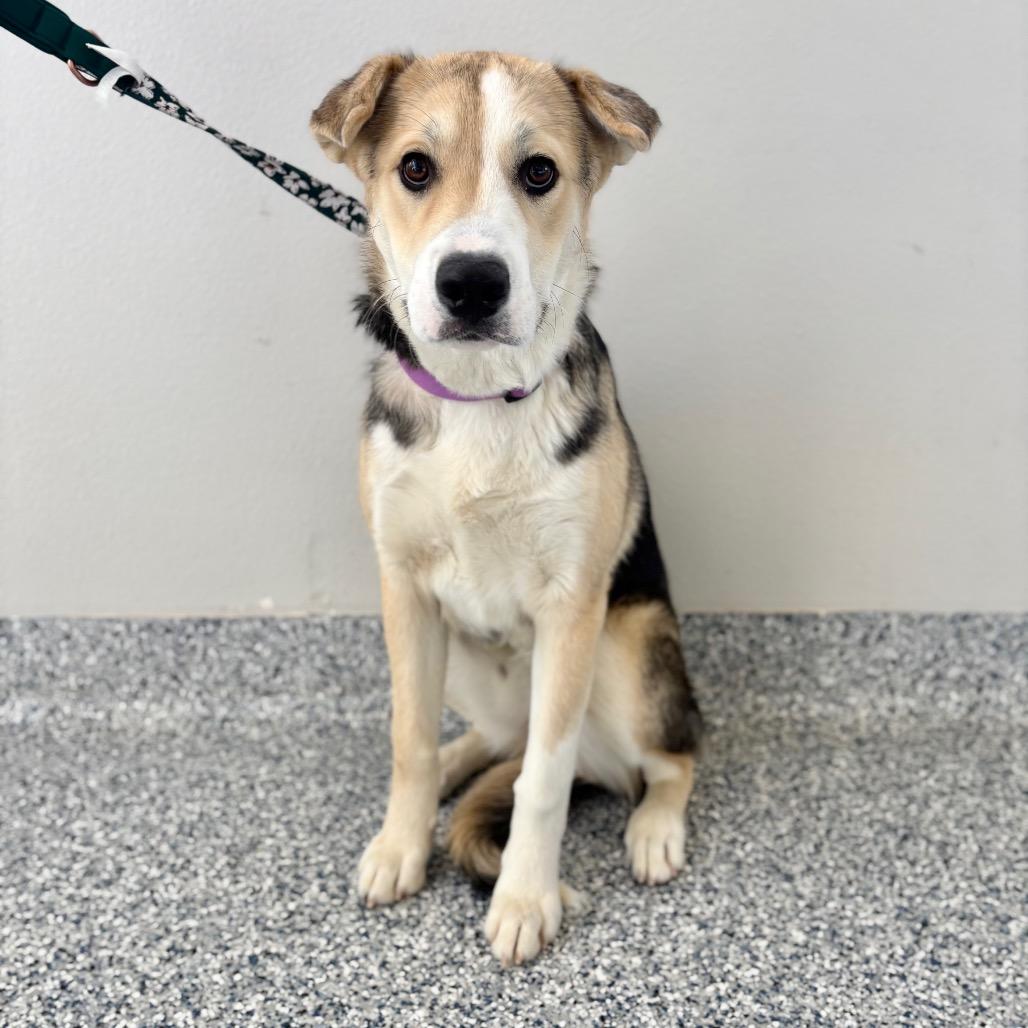 Woody, a Adoptable mixed breed in Great Falls, MT image 1/2