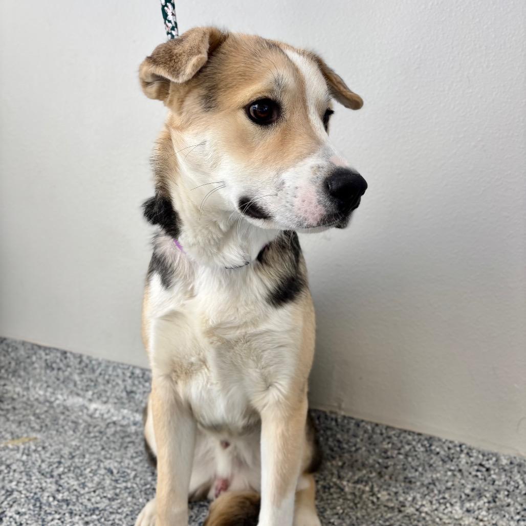 Woody, a Adoptable mixed breed in Great Falls, MT image 2/2