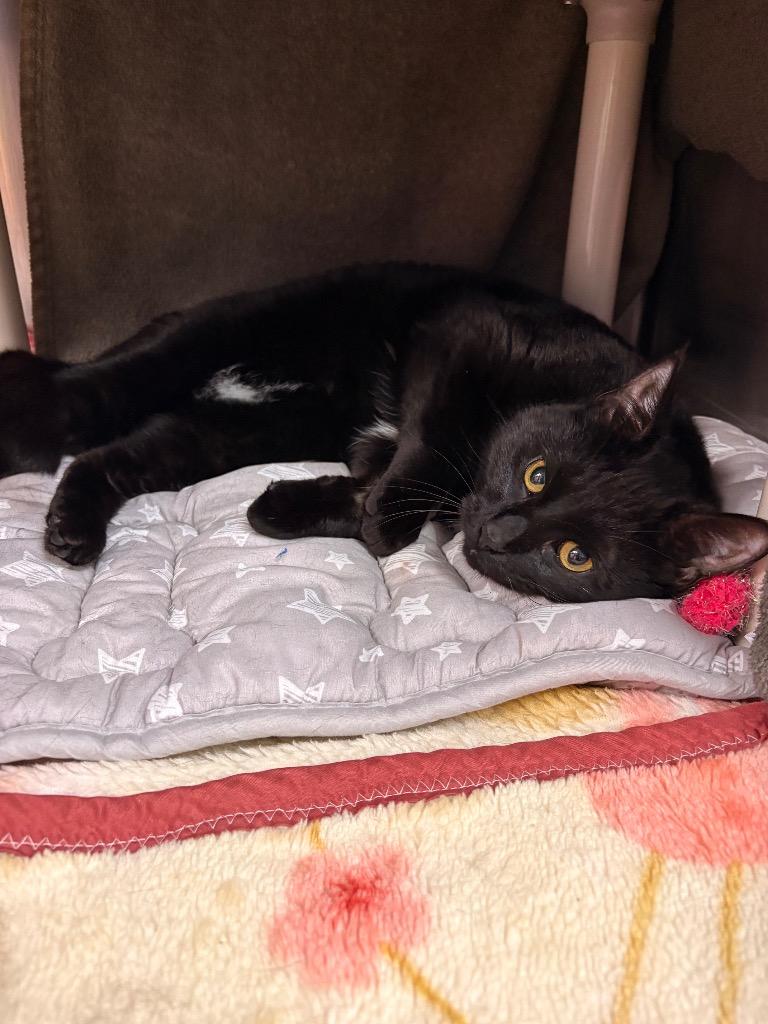 Spike, Adoptable, Young Male Domestic Short Hair.