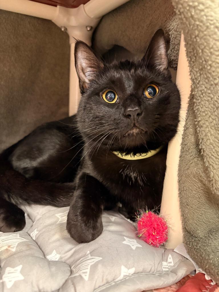 Spike, a Adoptable mixed breed in Detroit, MI image 2/3