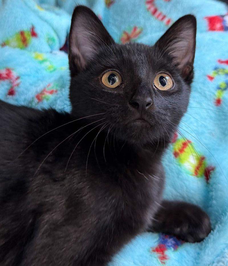 Enlarge Bastette, a Adoptable Bombay in Horseshoe Bend, AR image 2/2