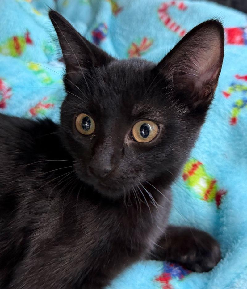 Bastette, Adoptable, Young Female Bombay.
